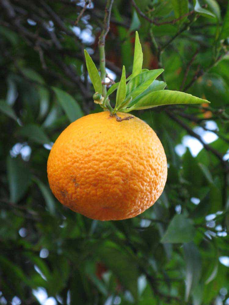            Fruit (Riverside, CA)   